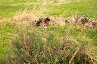 Camas Prairie Centennial Marsh