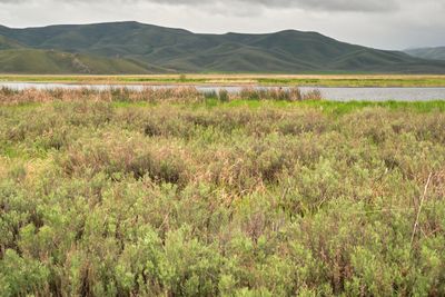 Camas Prairie Centennial Marsh