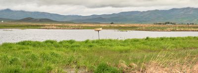 Camas Prairie Centennial Marsh