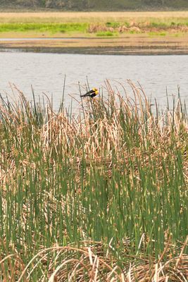 Camas Prairie Centennial Marsh