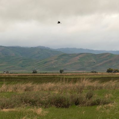 Camas Prairie Centennial Marsh