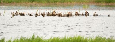 Camas Prairie Centennial Marsh