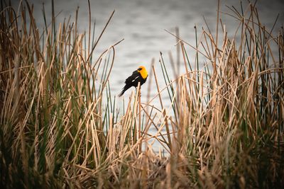 Camas Prairie Centennial Marsh
