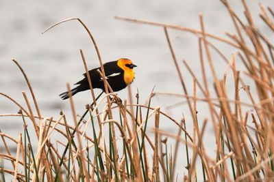 Camas Prairie Centennial Marsh