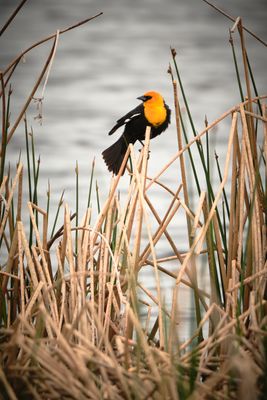 Camas Prairie Centennial Marsh