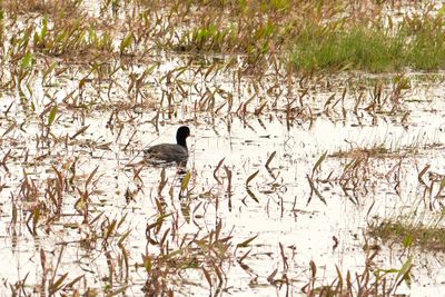 Camas Prairie Centennial Marsh