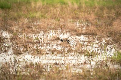Camas Prairie Centennial Marsh