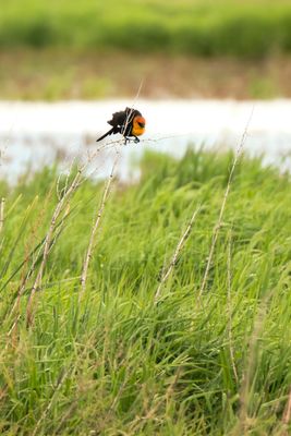Camas Prairie Centennial Marsh
