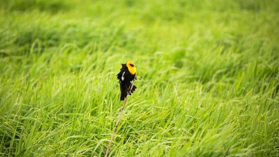 Camas Prairie Centennial Marsh