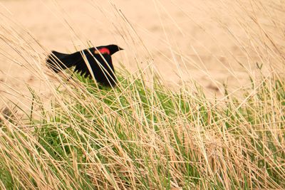 Camas Prairie Centennial Marsh