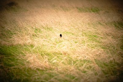 Camas Prairie Centennial Marsh