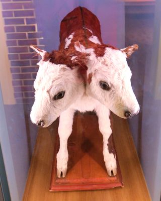 Deja-Moo - Idaho State Museum