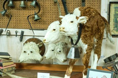 Freak Calves - Grant County Historical Museum