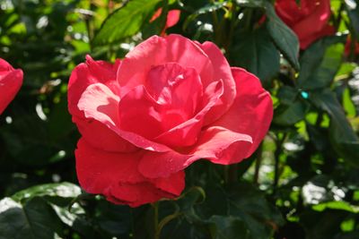 Bradner Gardens Park
