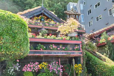 Alki Flower Houses
