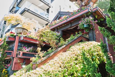 Alki Flower Houses