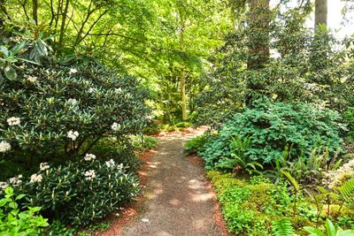 Rhododendron Species Botanical Garden