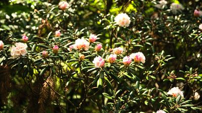Rhododendron Species Botanical Garden
