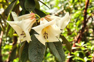 Rhododendron Species Botanical Garden