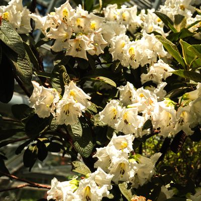 Rhododendron Species Botanical Garden