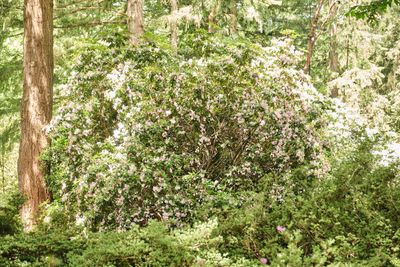 Rhododendron Species Botanical Garden