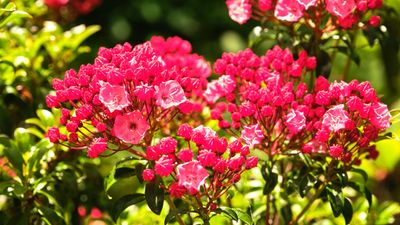 Rhododendron Species Botanical Garden