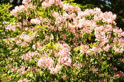 Rhododendron Species Botanical Garden