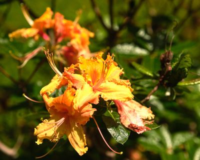 Rhododendron Species Botanical Garden