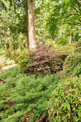 Rhododendron Species Botanical Garden