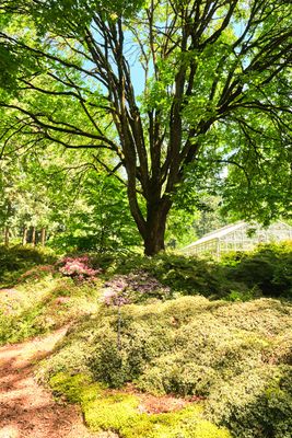 Rhododendron Species Botanical Garden