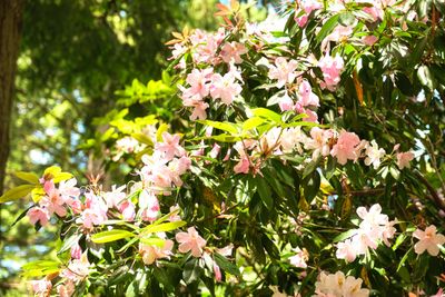 Rhododendron Species Botanical Garden