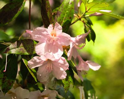 Rhododendron Species Botanical Garden