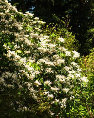 Rhododendron Species Botanical Garden