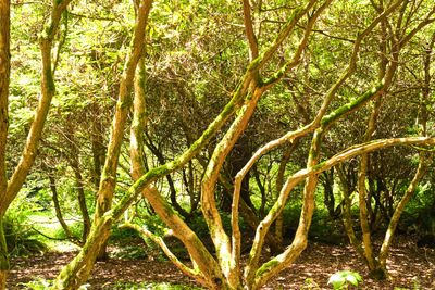 Rhododendron Species Botanical Garden