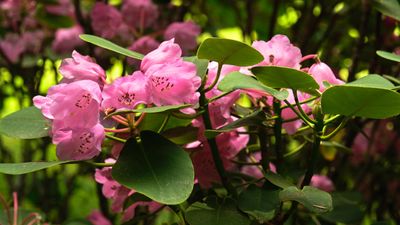 Rhododendron Species Botanical Garden