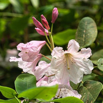 Rhododendron Species Botanical Garden