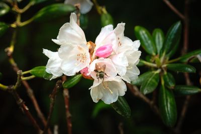 Rhododendron Species Botanical Garden