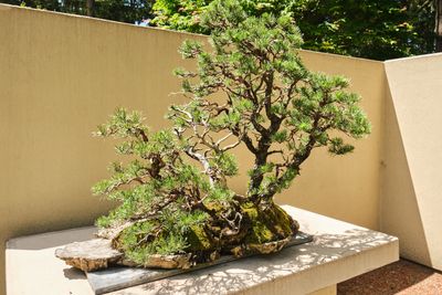 Pacific Bonsai Museum