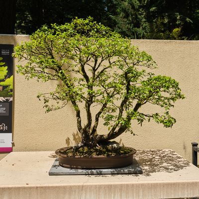 Pacific Bonsai Museum