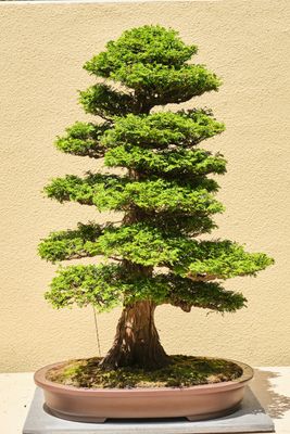 Pacific Bonsai Museum