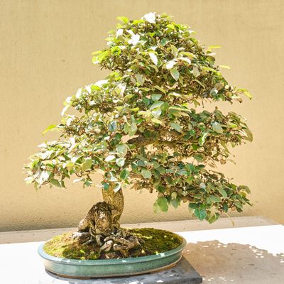 Pacific Bonsai Museum