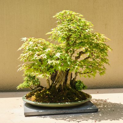 Pacific Bonsai Museum