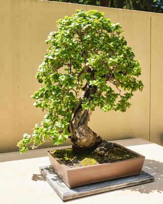Pacific Bonsai Museum