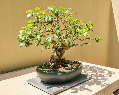 Pacific Bonsai Museum