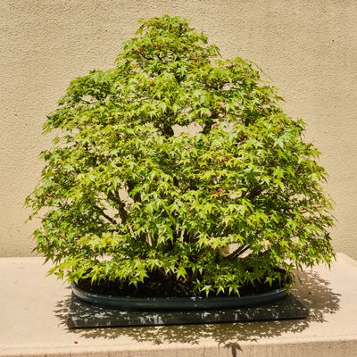 Pacific Bonsai Museum