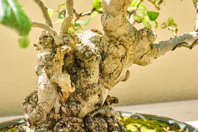Pacific Bonsai Museum