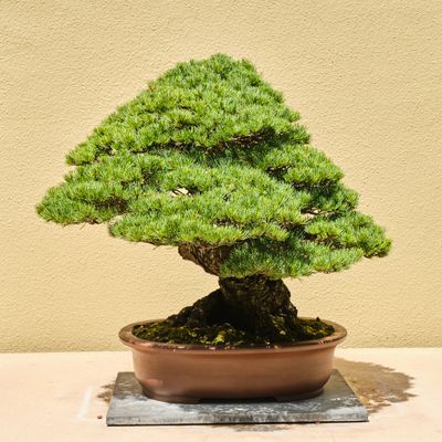 Pacific Bonsai Museum