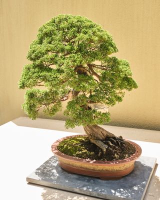 Pacific Bonsai Museum