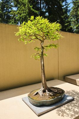 Pacific Bonsai Museum