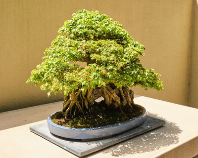 Pacific Bonsai Museum